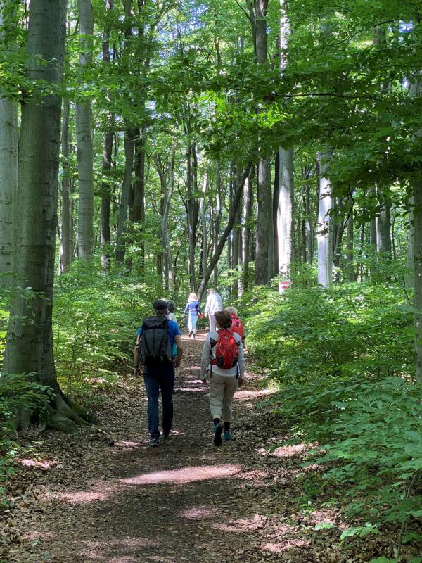 2 Ältere Menschen wandern im Wald