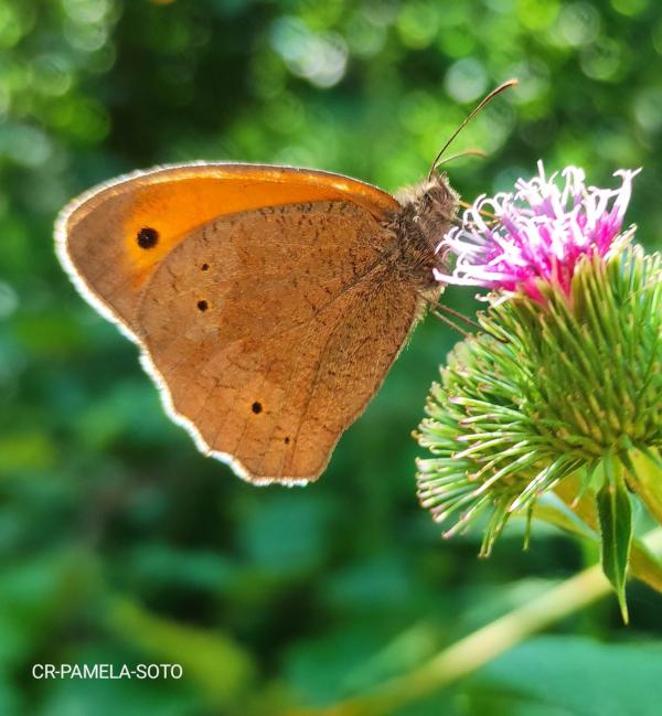 Schmetterling mit Blume