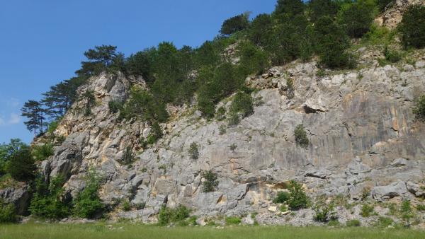 Steinbruchwand mit Bäumen