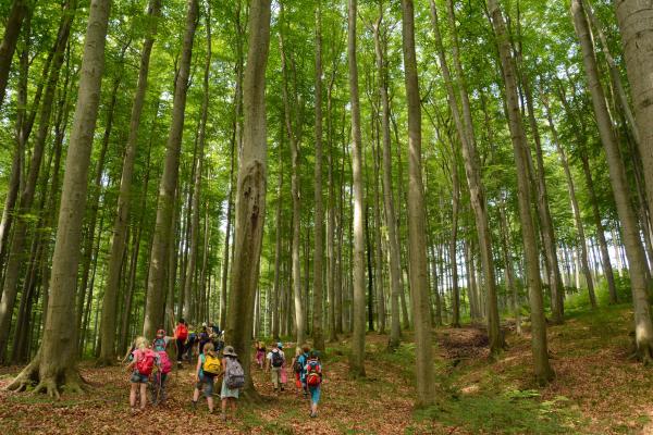 Kinder spazieren im wald