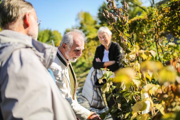 Drei Menschen schauen sich Obstbaum an