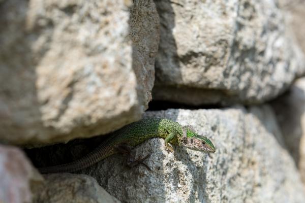 Smaragdeidachse in Trockensteinmauer