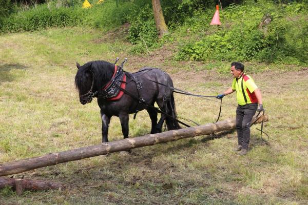 Mann mit Pferd und Baumstamm