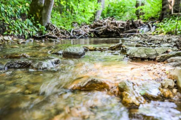 Wasserbett mit Frühlingswald im Hintergrund