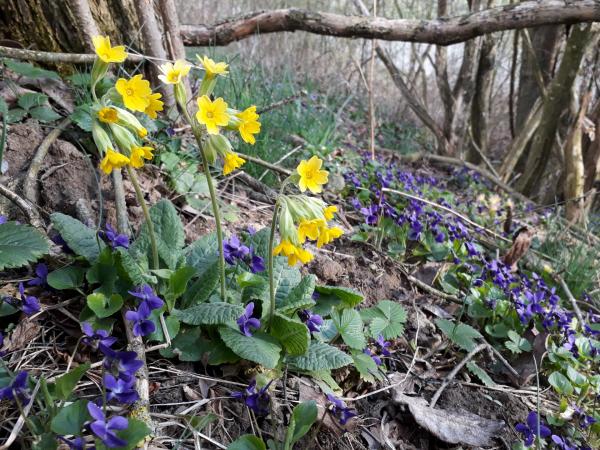 Primeln im Wald