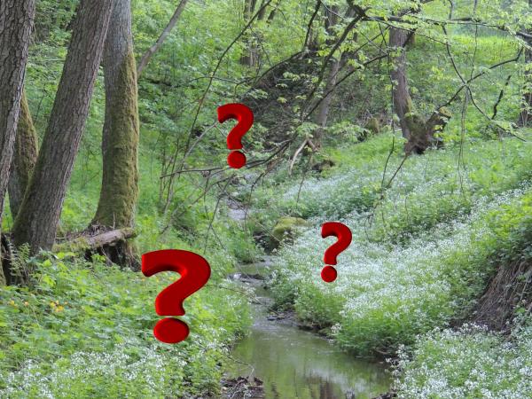 Wald mit roten Fragezeichen, wo Tiere versteckt sein könnten