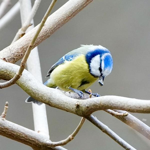 Blaumeise auf Baum