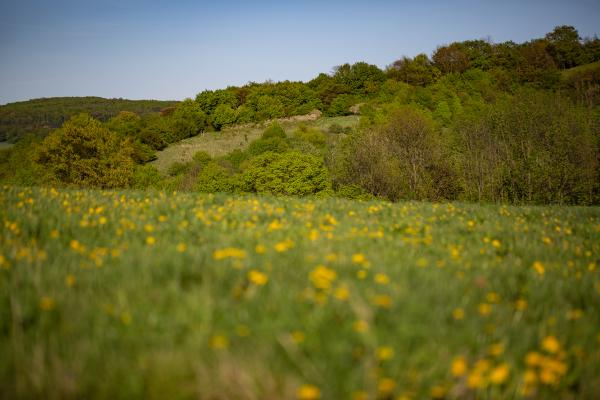 Wiese mit Wald im Hintergrund
