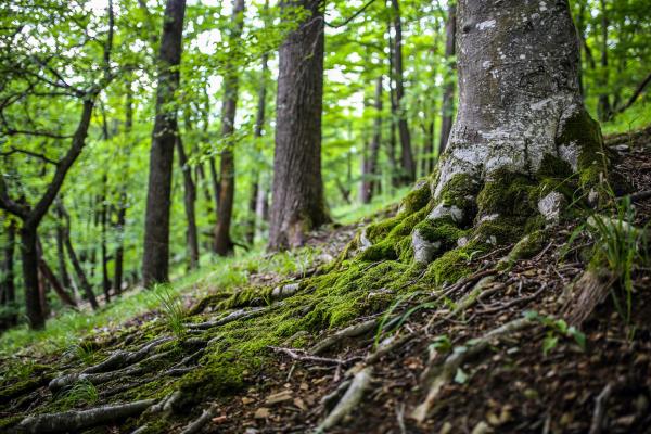 Baum mit Wurzeln im Wald