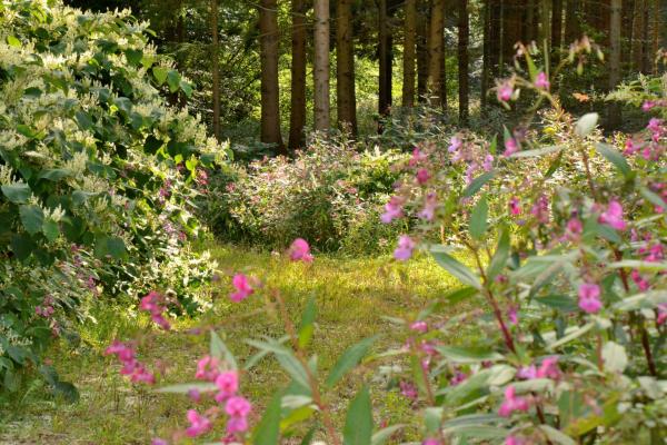 Drüsiges Springkraut und Staudenknöterich im Wald
