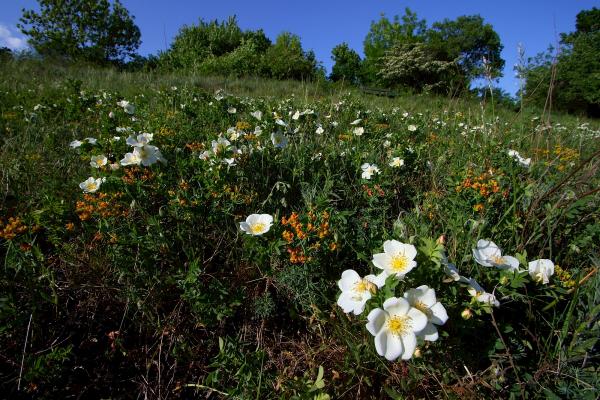 Rose und Sonnwend-Wolfsmilch auf Magerwiese
