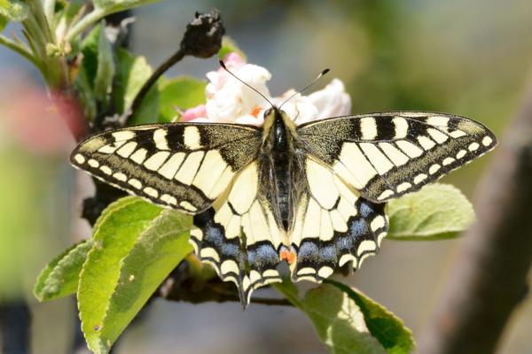 Schmetterling