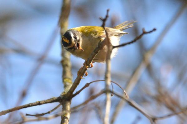 Vogel am Ast