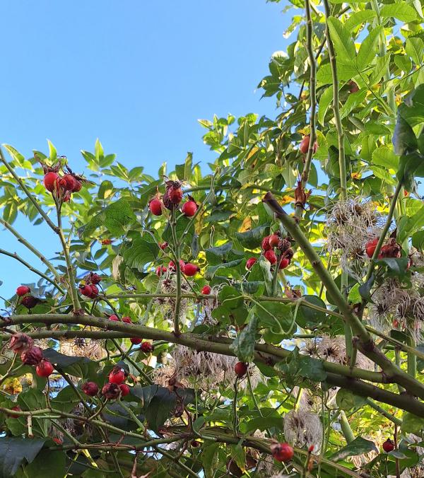Rose und Hopfen