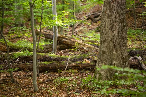 Neue Broschüre "Der Urwald vor der Haustür"