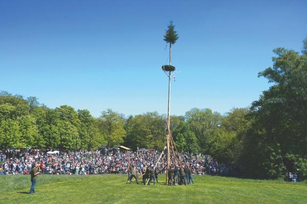 Maibaumaufstellen im Lainzer Tiergarten