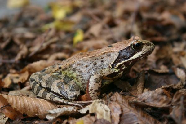 Grasfrosch