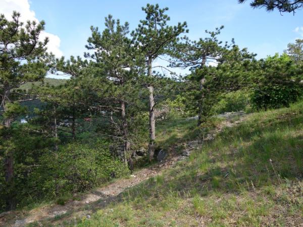 Trockenrasen im Kurpark bei der Ferdinand Raimund Aussicht