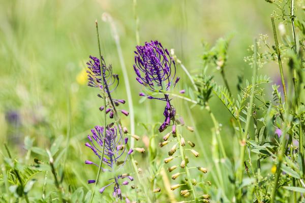 Muscari