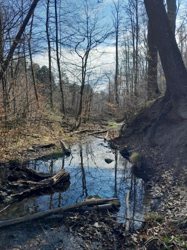 Bach im Wald