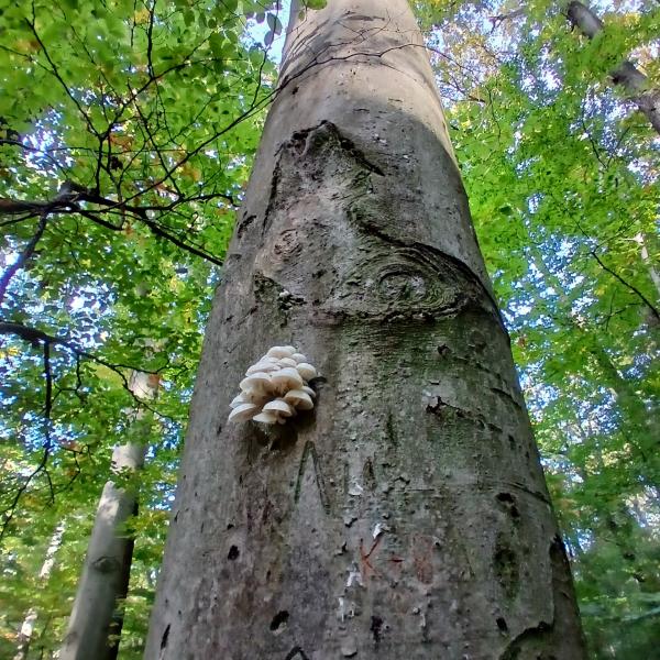 Das Waldbild ist vorwiegend durch Buchenwälder geprägt. Bei einem durchschnittlichen Alter der Bäume von rund 130 Jahren kommen bereits imposante Stämme mit Durchmessern von bis zu einem Meter vor.