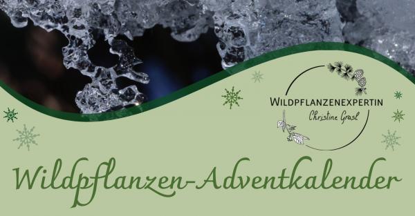 Eiszapfen, Schriftzug "Wildpflanzen- Adventkalender"