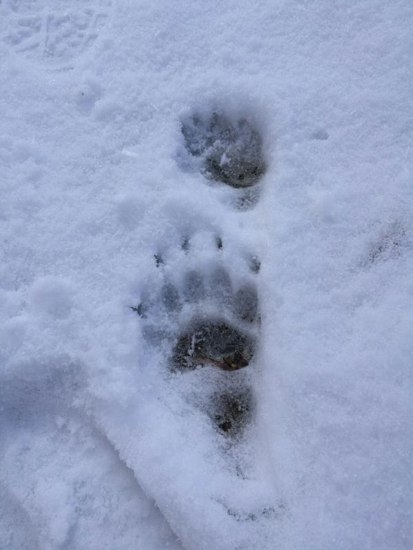 Dachsspuren im Schnee
