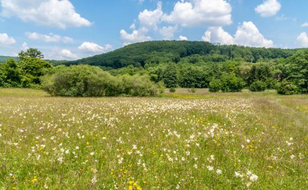 Blick auf Gütenbachtalwiese
