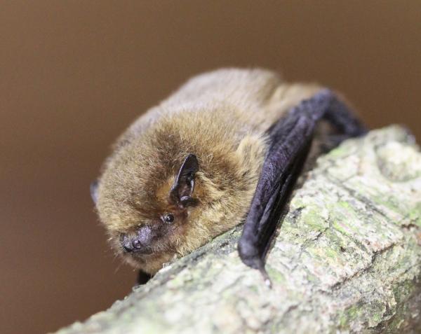 Mückenfeldermaus auf Ast