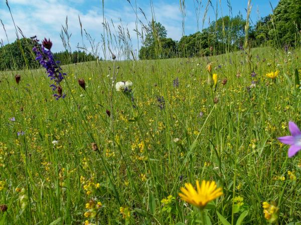 Wienerwaldwiese Königstetten