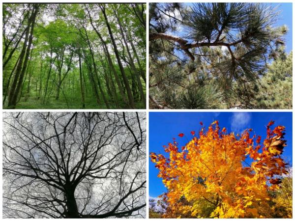 Bäume zu verschiedenen Jahreszeiten