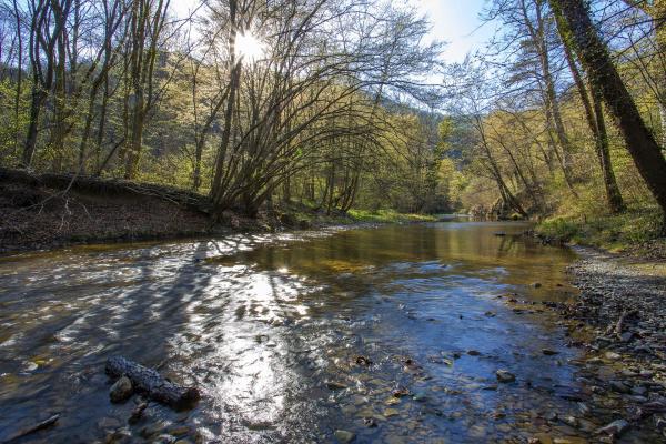 Fluss im Wald