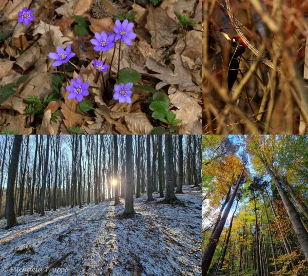 Wald, Leberblümchen