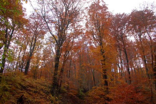 herbstlicher Wald