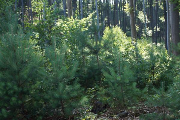 junge Nadelbäume