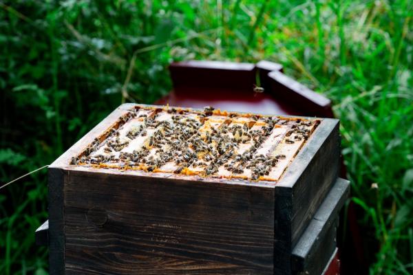 Bienenstock