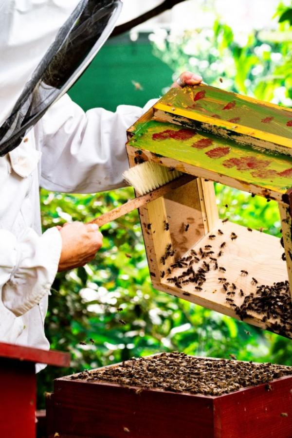 Imker mit Bienenstock