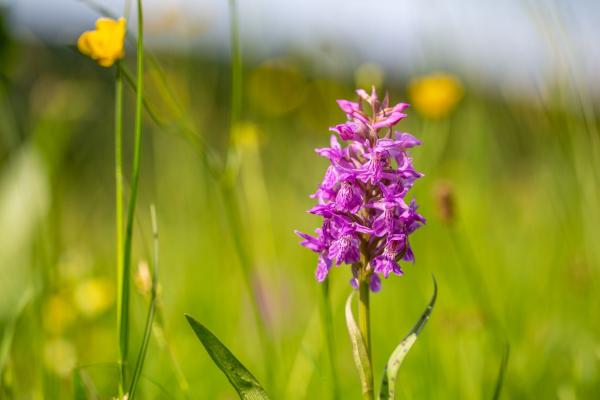 Orchidee auf Wiese