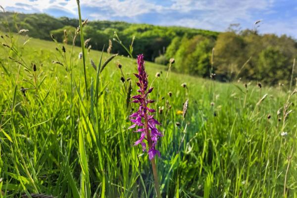 Prächtiges Knabenkraut