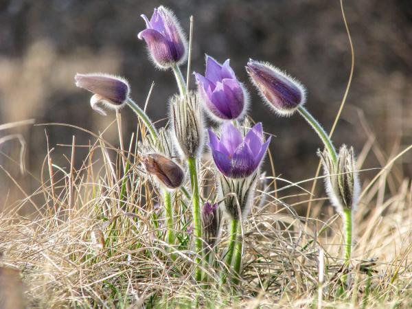 Kuhschelle auf Wiese