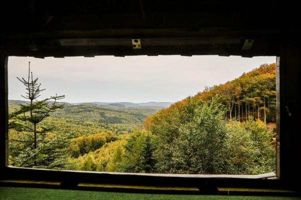 Blich durch ein Fenster auf den Wald