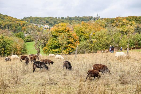 Schafe auf Weide