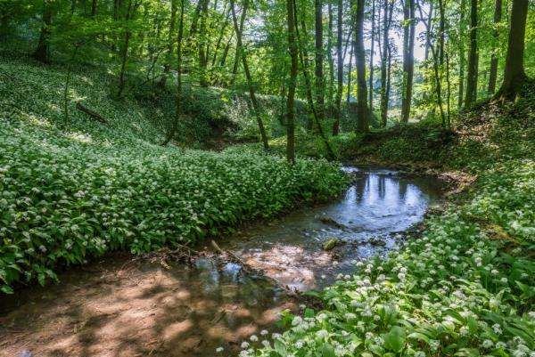 Kasgrabenbach mit einem naturnahen Verlauf durch Waldgebiet 