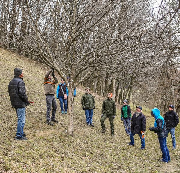 Personengruppe beim Obstbaumschnittkurs