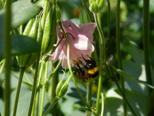 Biene auf rosa Blüte