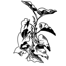 schwarz weiß Illustration Echt-Osterluzei