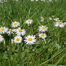 Gänseblümchen auf Wiese