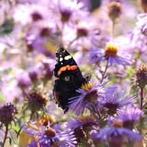 Falter auf Aster