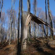 Abgebrochener Baum