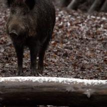 Wildschwein